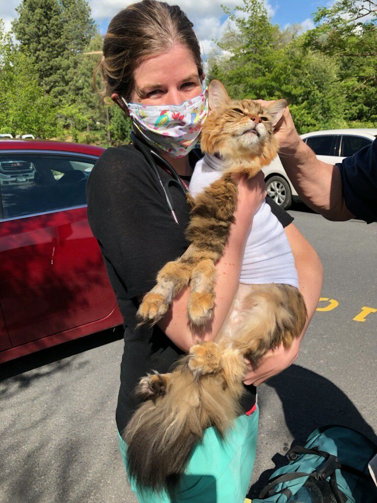 WSU Vet Teaching School Performs Rare Surgery on Maine Coon